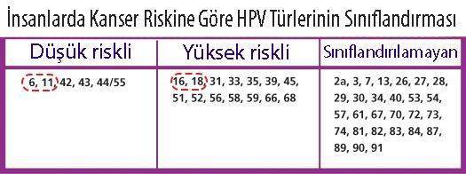 kanser riski acisindan HPV turlerinin siniflandirmasi yuksek ve dusuk riskli 635128